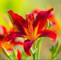 Eudaimonic Well-Being Through Star Matrix